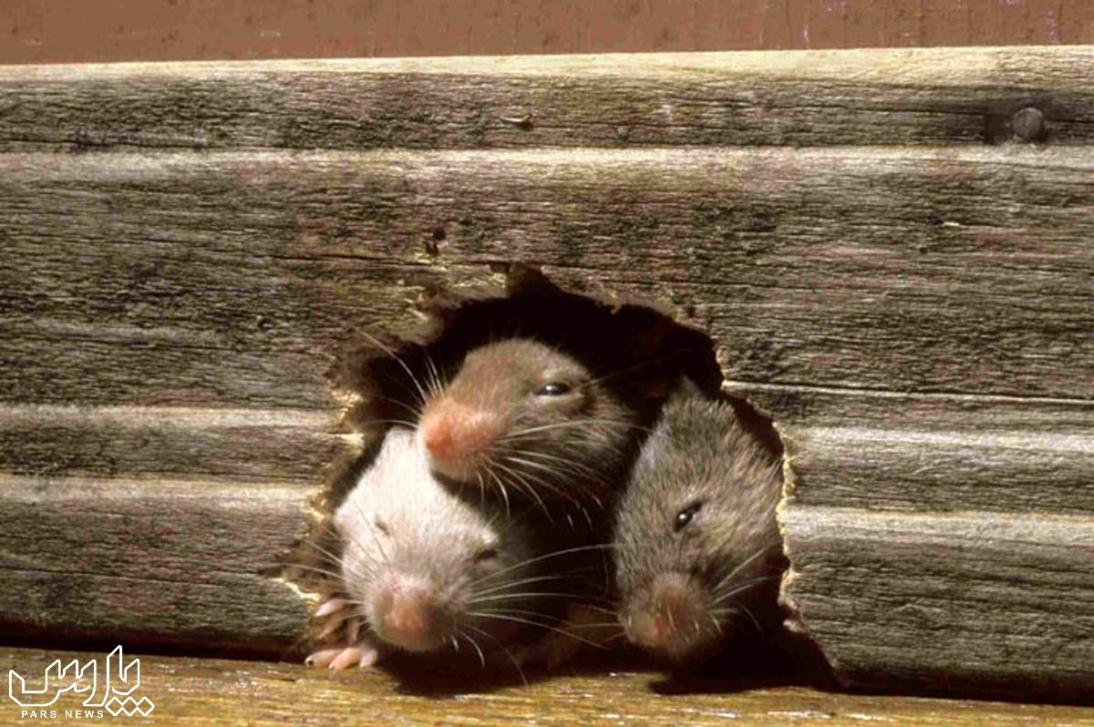 موش کف خانه - از بین بردن موش در سقف کاذب
