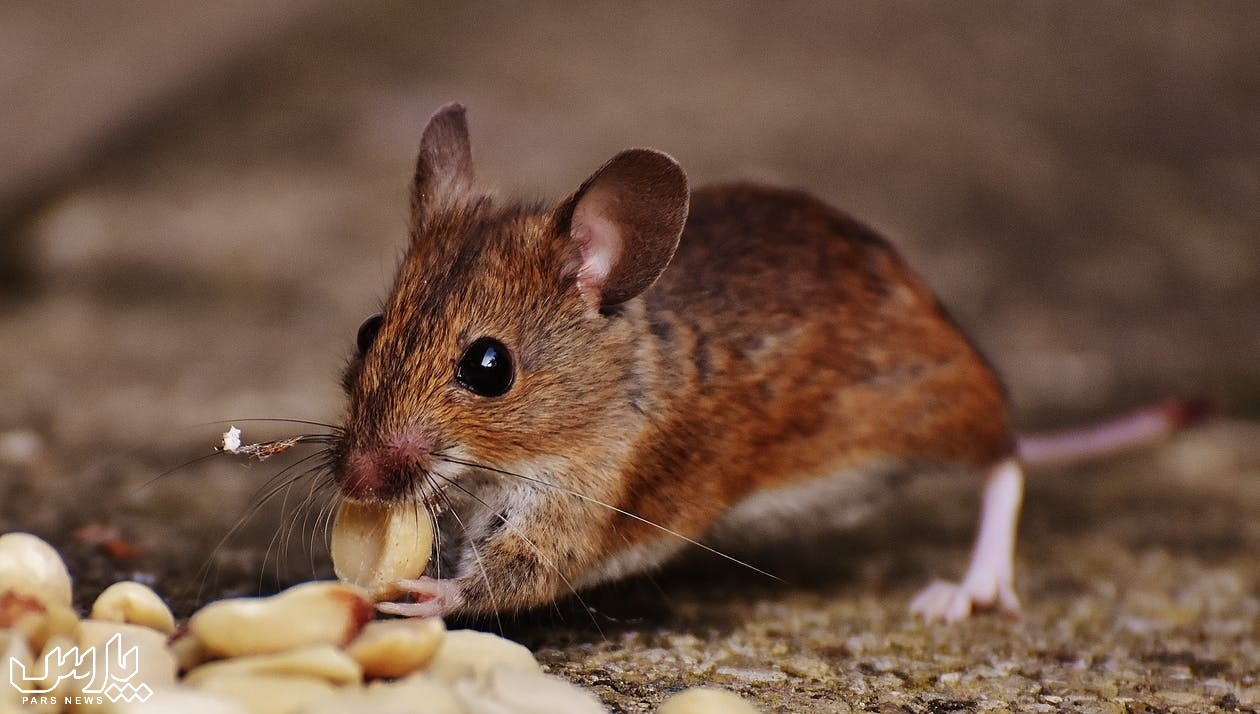 تشخیص وجود موش - از بین بردن موش در سقف کاذب