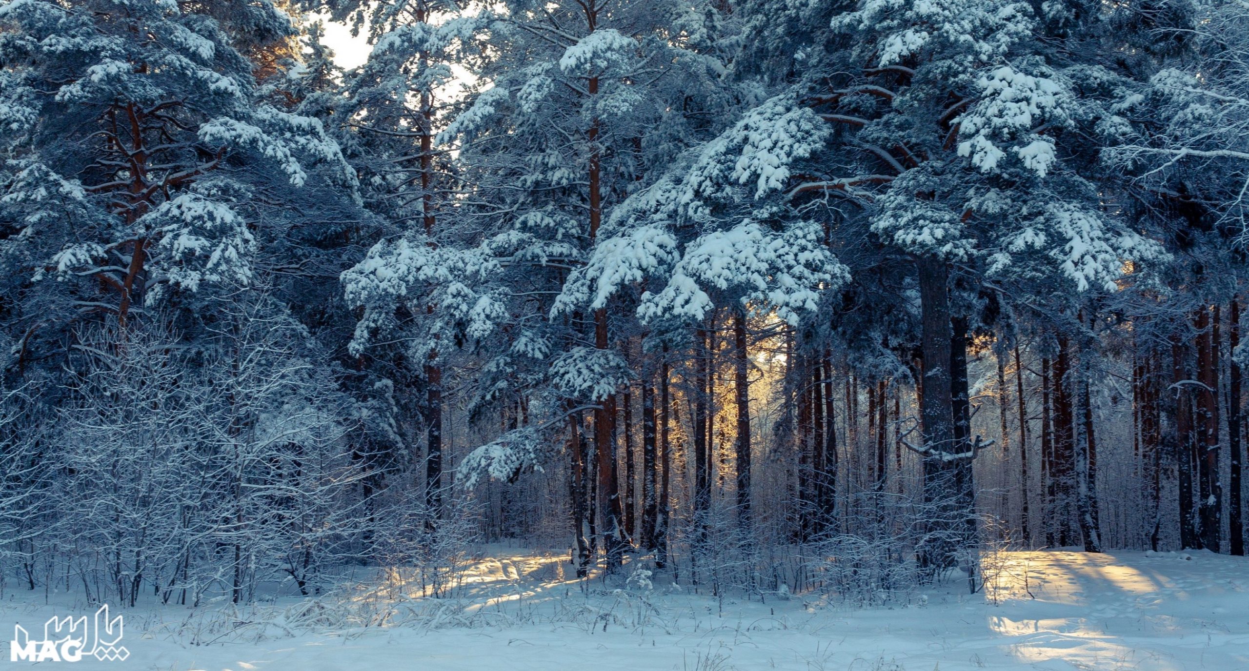 جنگل های گیلان - عکس منظره برفی با کیفیت بالا
