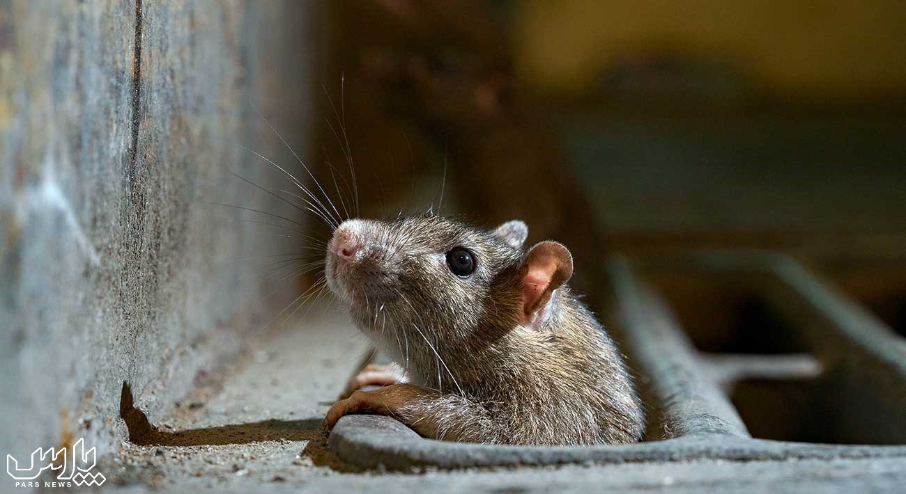 موش خانگی - از بین بردن موش در سقف کاذب