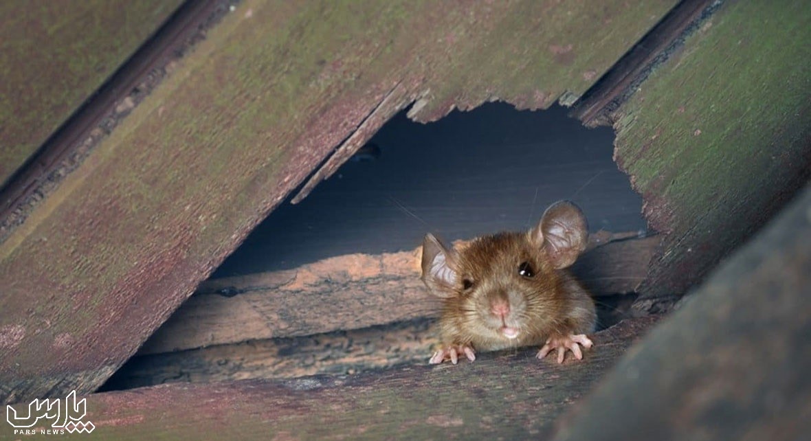 موش آپارتمان - از بین بردن موش در سقف کاذب