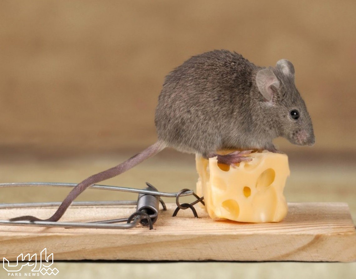 طعمه موش - از بین بردن موش در سقف کاذب