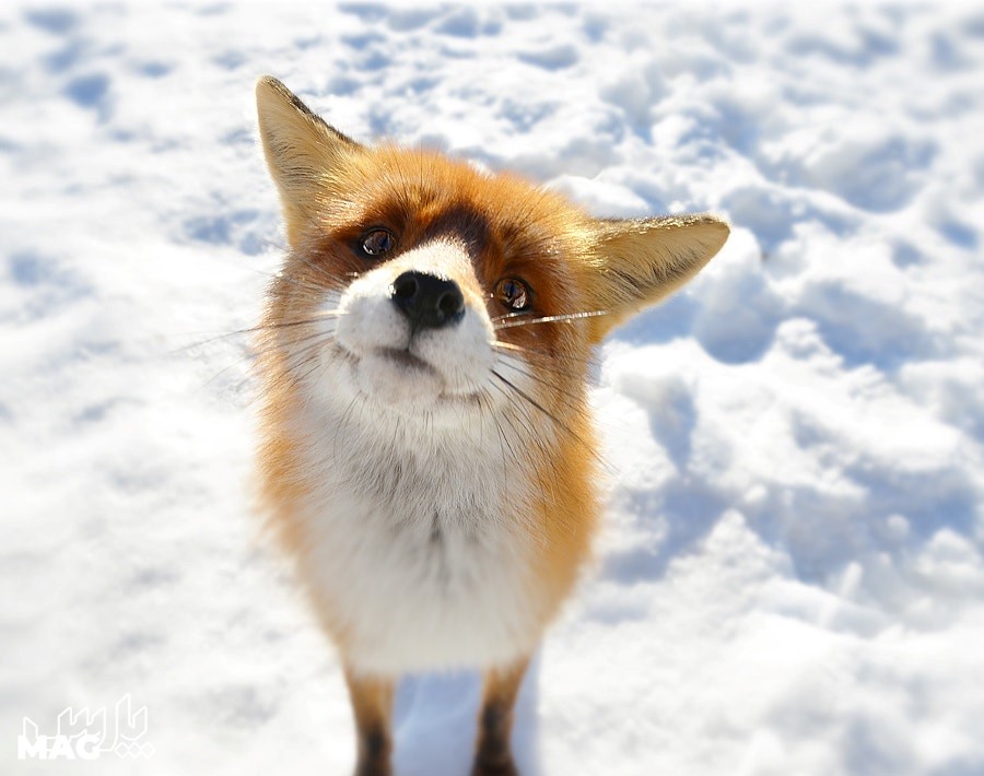 روباه - عکس منظره برفی با کیفیت بالا