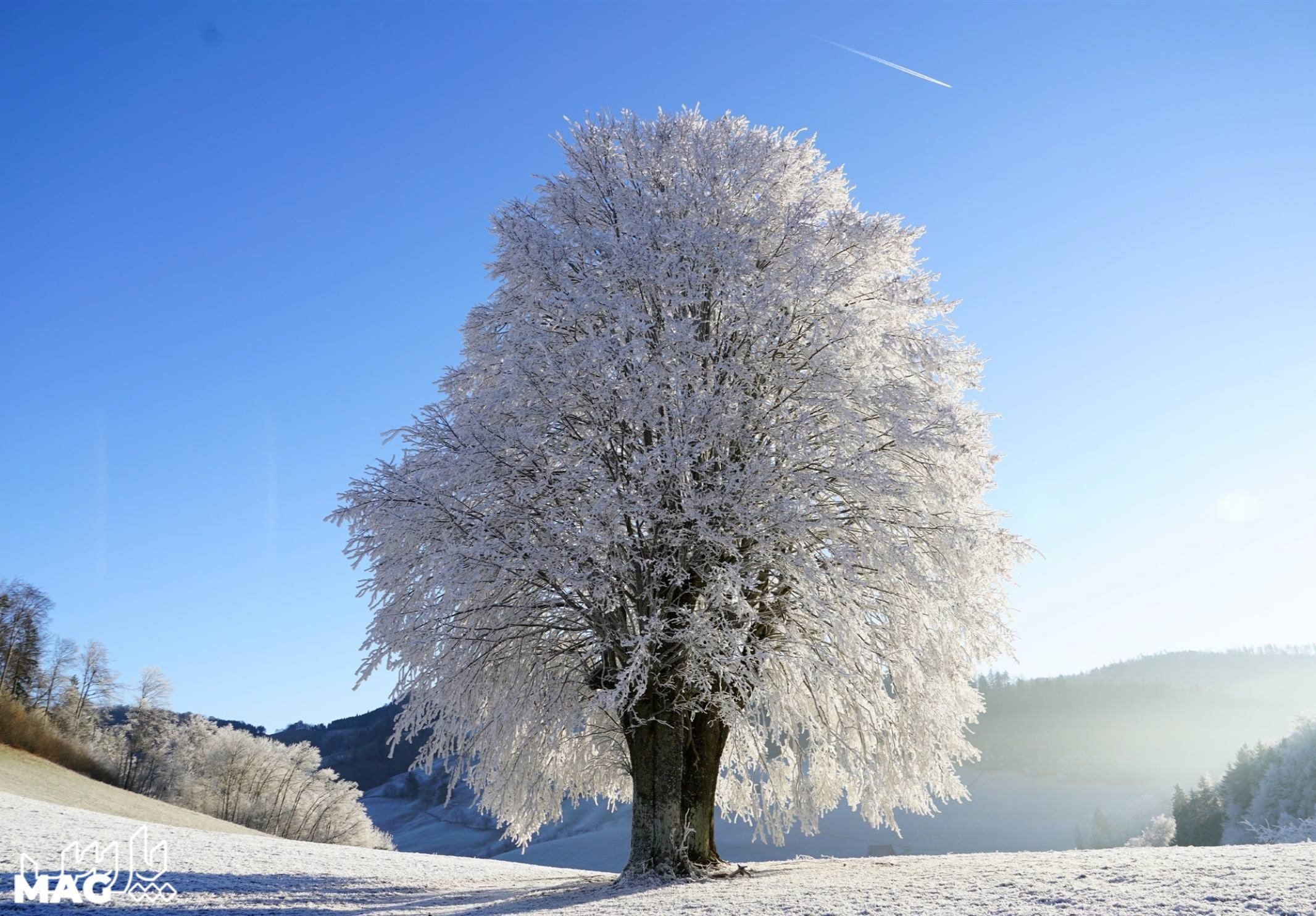 تک درخت برفی - عکس منظره برفی با کیفیت بالا