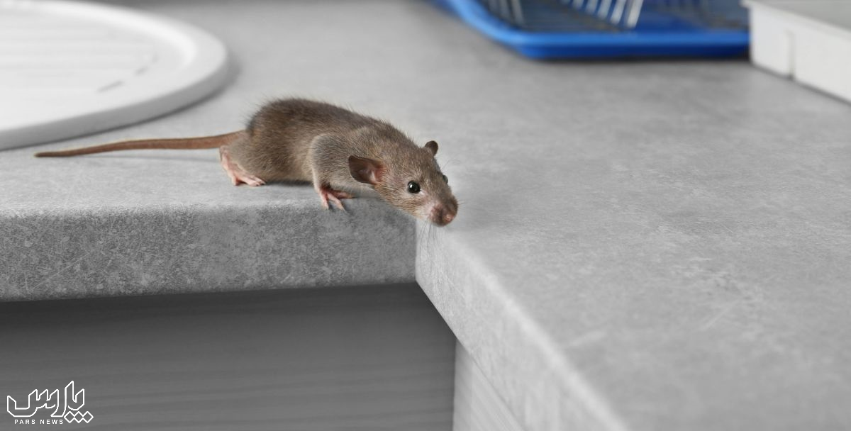 روش کشتن موش - از بین بردن موش در سقف کاذب