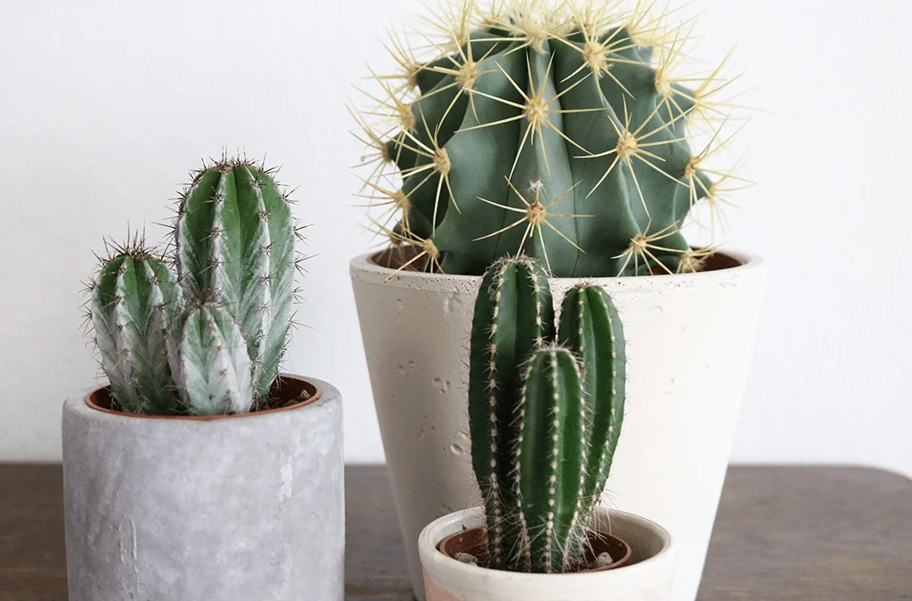 انواع کاکتوس Cactus