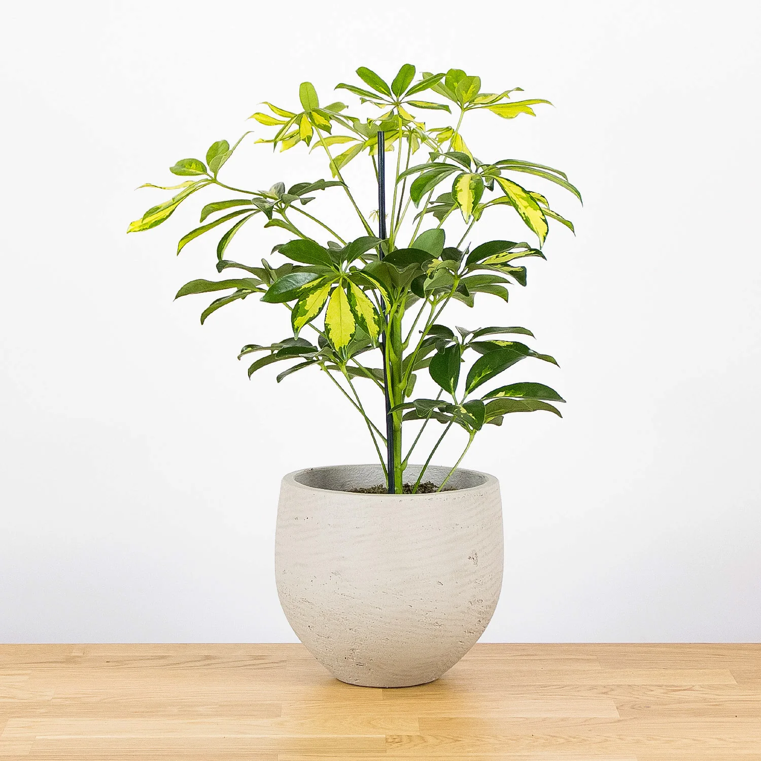 گل شفلرا Schefflera plant