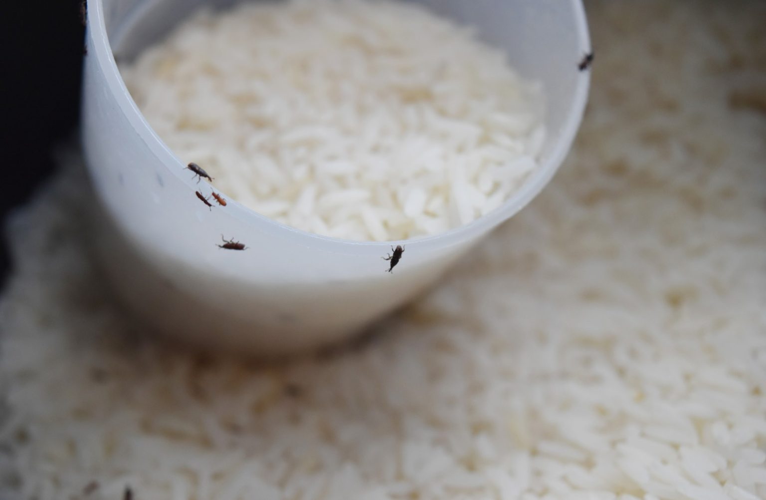 جلوگیری از کرم زدن برنج