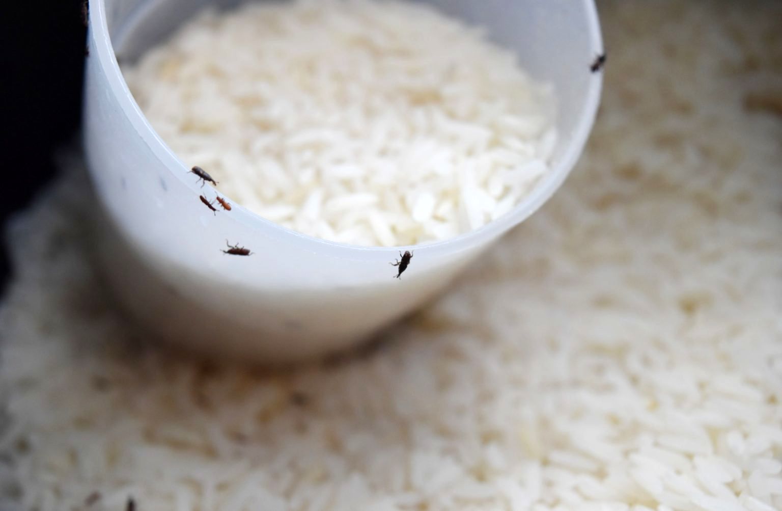 نگهداری برنج - شپشک برنج
