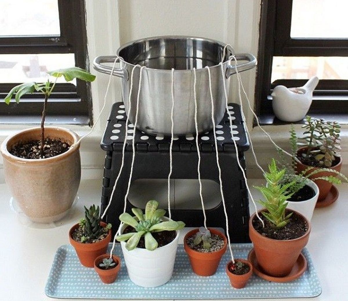 آبیاری گیاهان آپارتمانی - آب دادن با قابلمه
