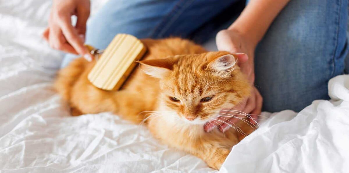 شانه کردن موی گربه - جمع کردن موی حیوان خانگی