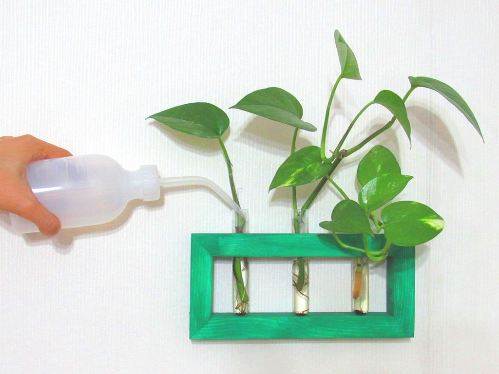 آبیاری گیاهان آپارتمانی - گیاه روی دیوار