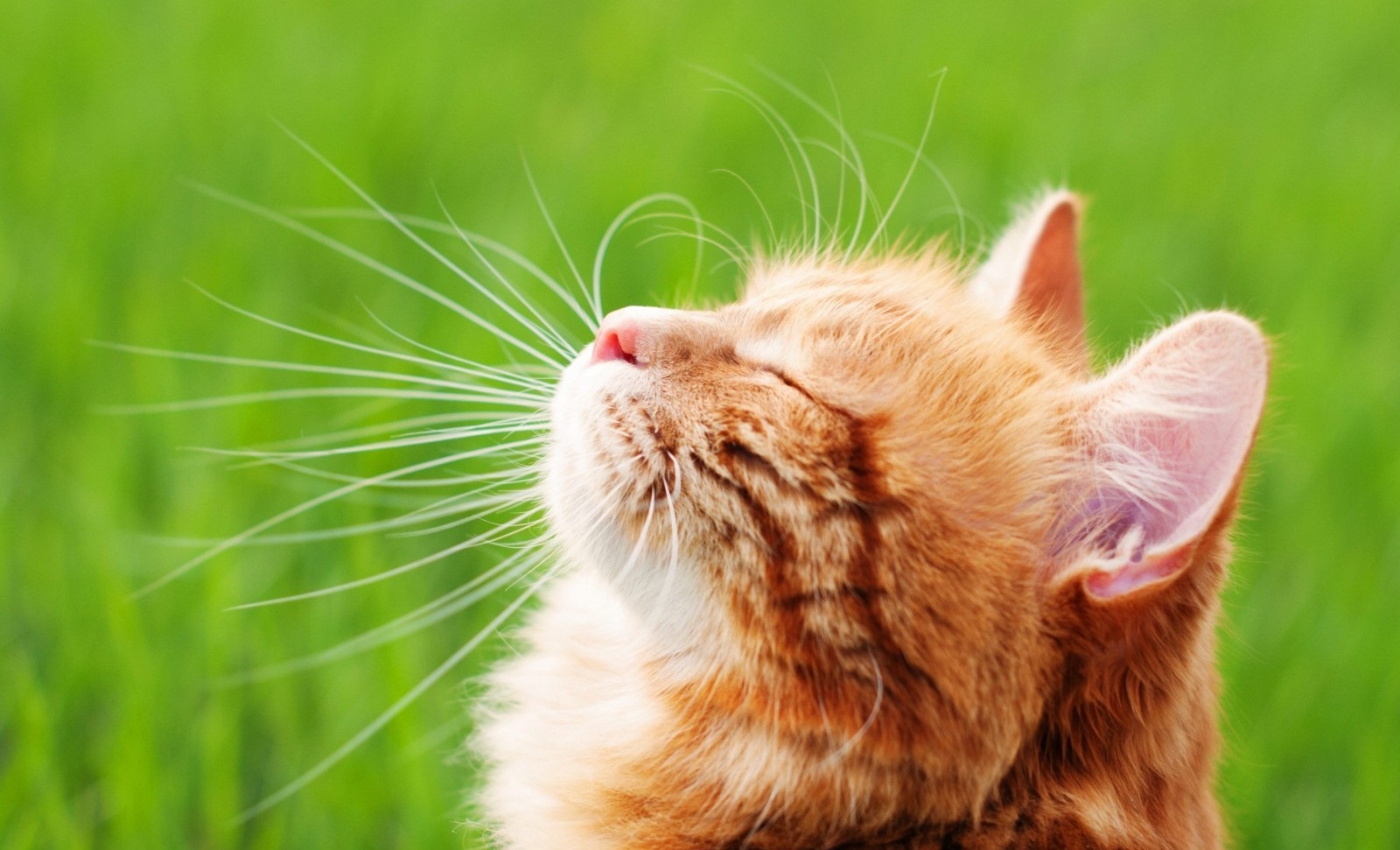 گربه - جمع کردن موی حیوان خانگی