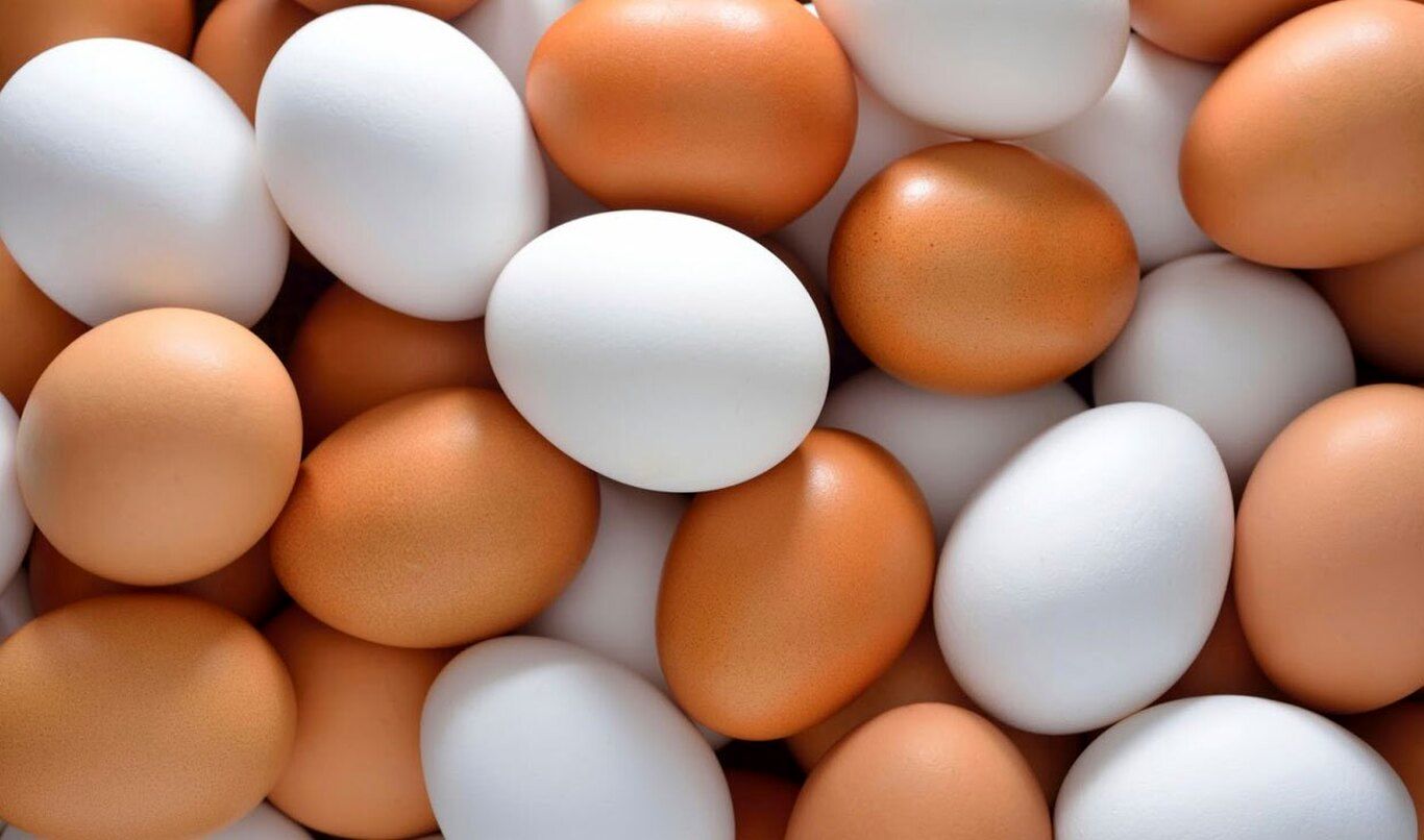 نشستن مواد غذایی - تخم مرغ