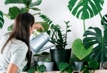 آبیاری گیاهان آپارتمانی - زن و گلدان