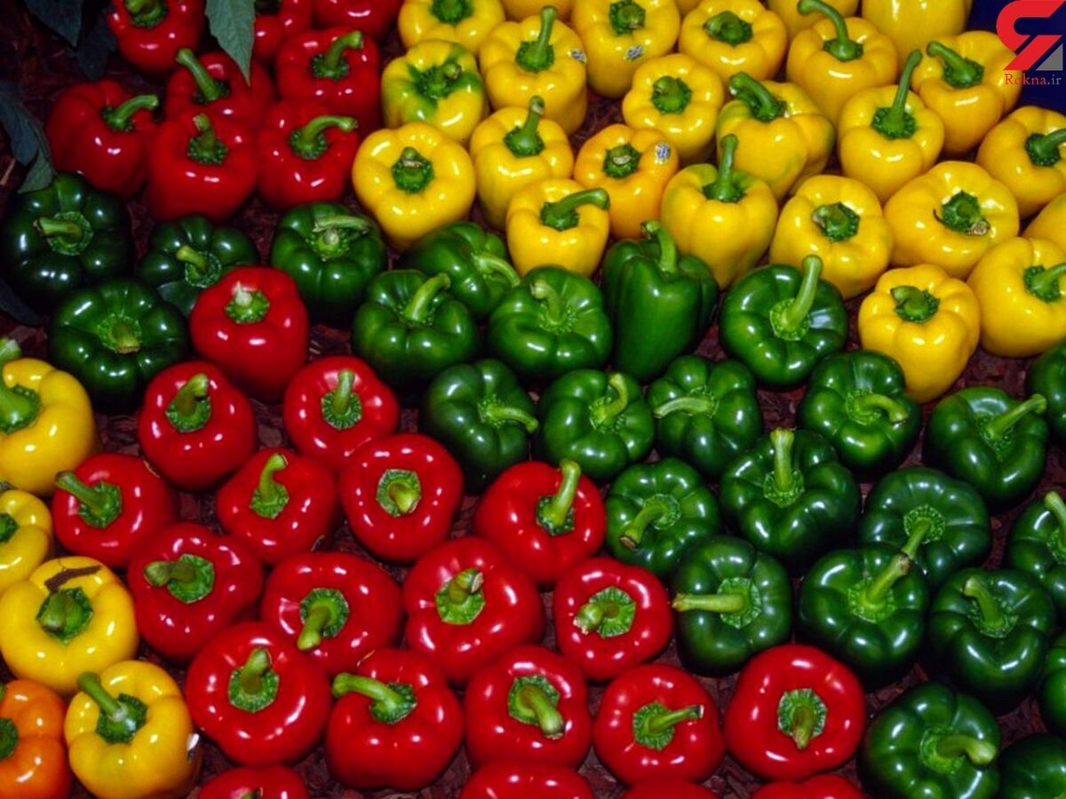 خواص فلفل دلمه - فلفل های رنگی