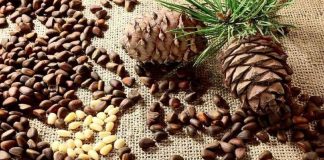 خواص چلغوز