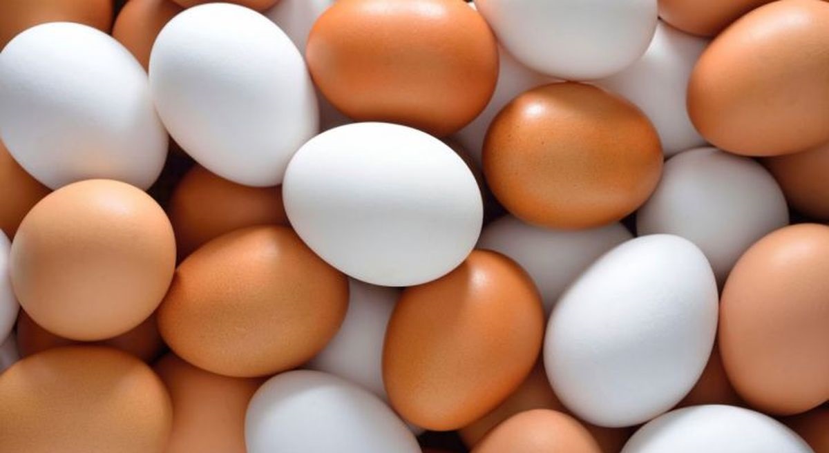 تخم مرغ خراب - تشخیص تخم مرغ فاسد