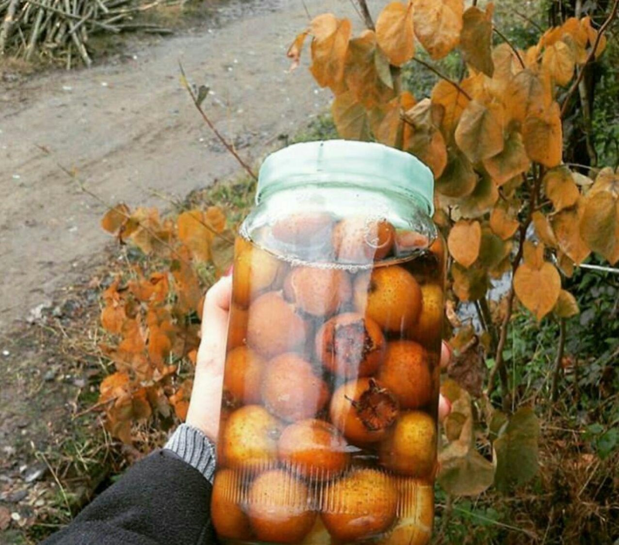 ترشی ازگیل - ترشی ازگیل گیلانی