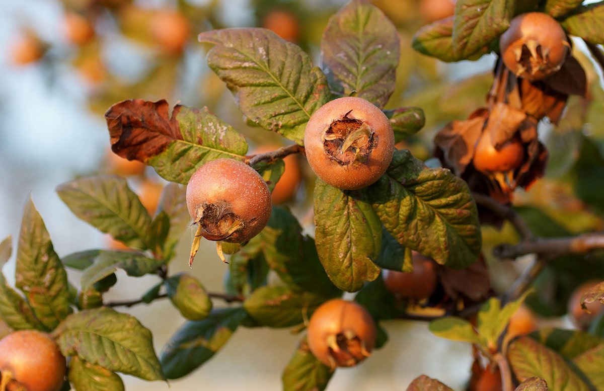 ازگیل - ترشی ازگیل گیلانی