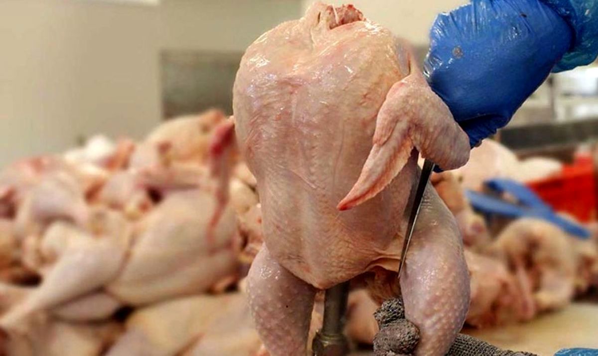 تشخیص مرغ سالم - مرغ بی پوست