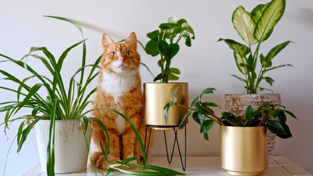 گیاهان سمی برای حیوانات - گلدان طلایی