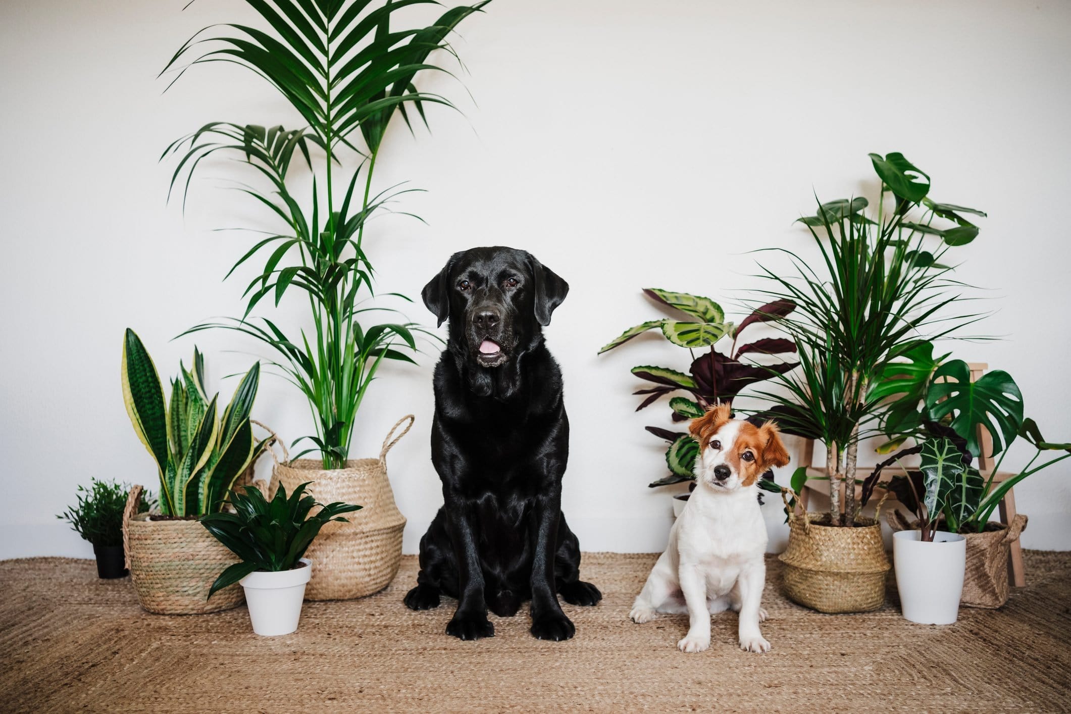 گیاهان سمی برای حیوانات - سگ سفید