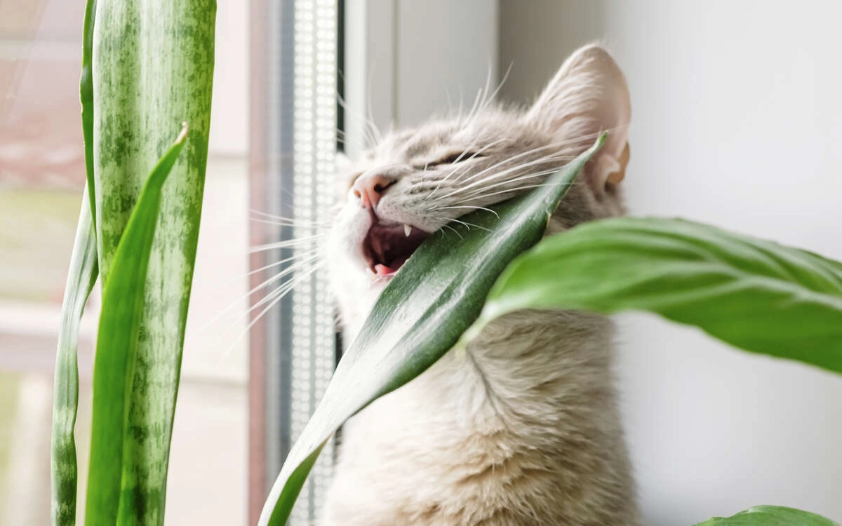 گیاهان سمی برای حیوانات - گربه طوسی