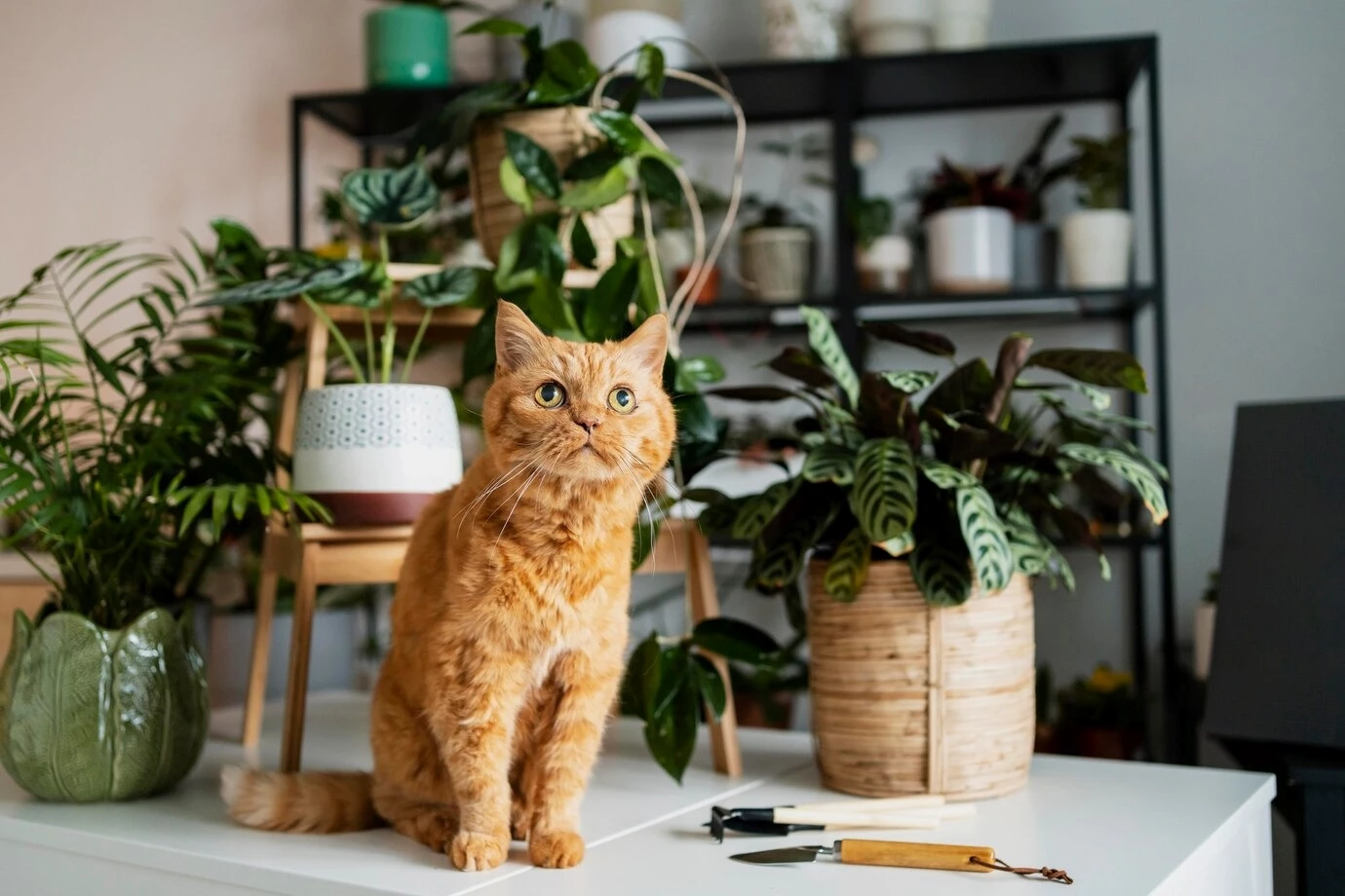 گیاهان سمی برای حیوانات - گربه قهوه ای