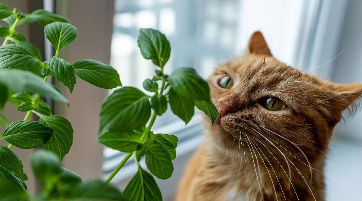 گیاهان سمی برای حیوانات - گربه