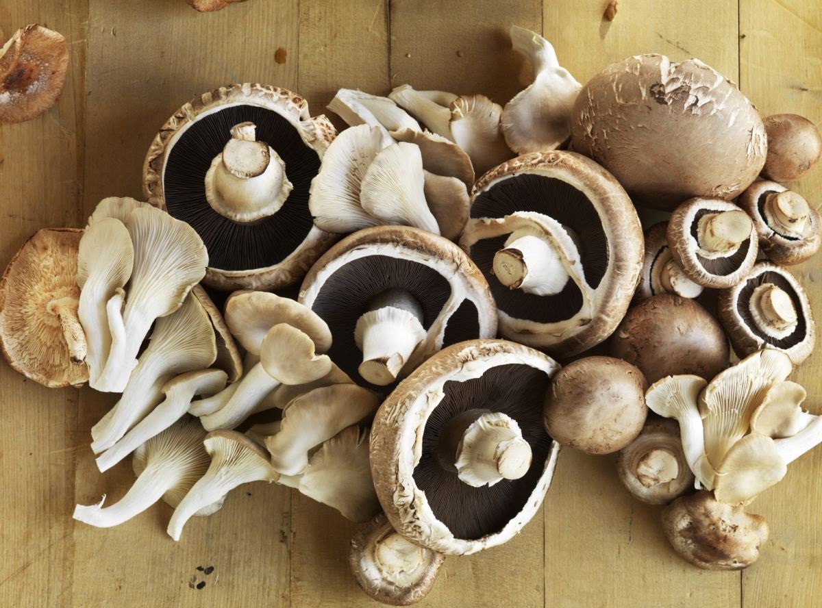 انواع قارچ خوراکی - نگهداری از قارچ در فریزر