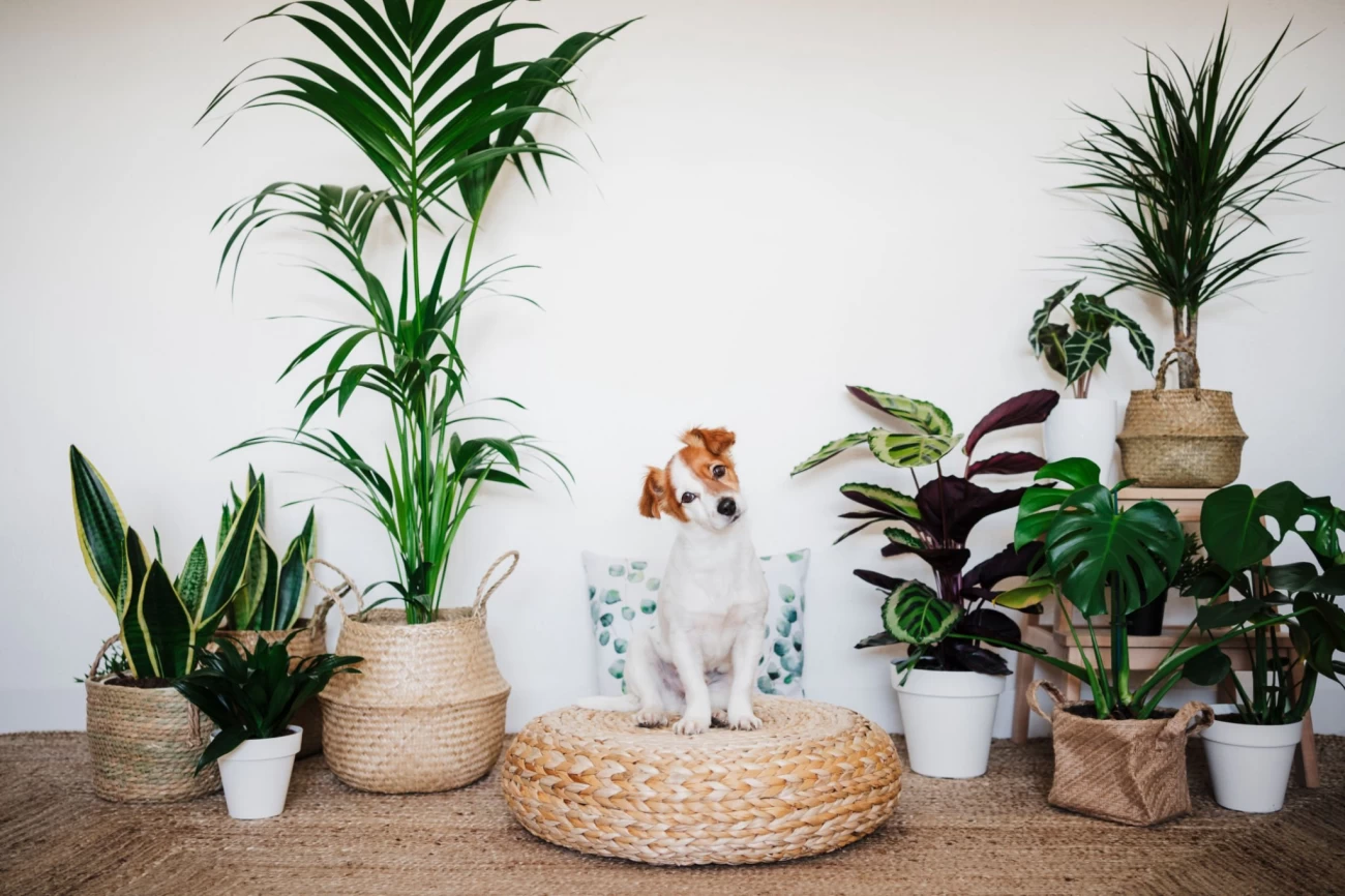 گیاهان سمی برای حیوانات - سگ