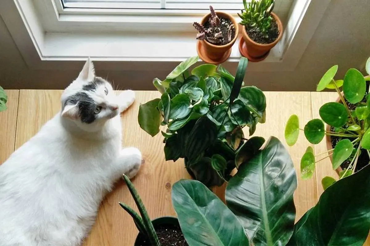 گیاهان سمی برای حیوانات - گربه سفید
