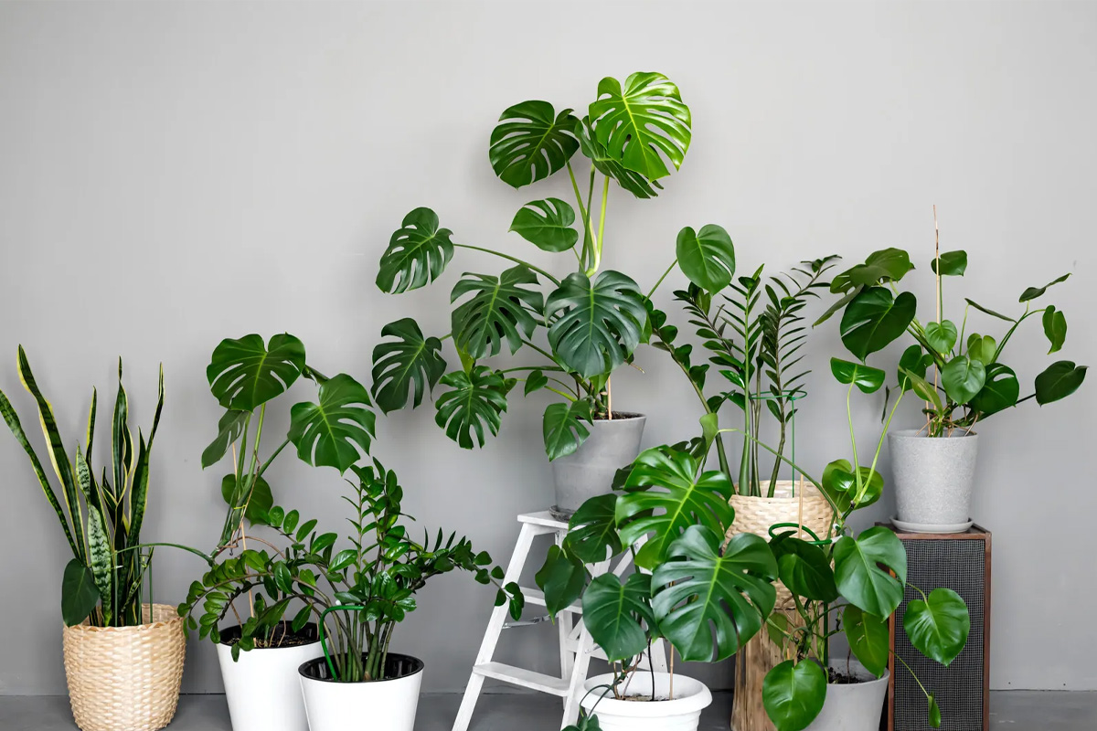 گیاهان آپارتمانی - گیاه مناسب اتاق خواب
