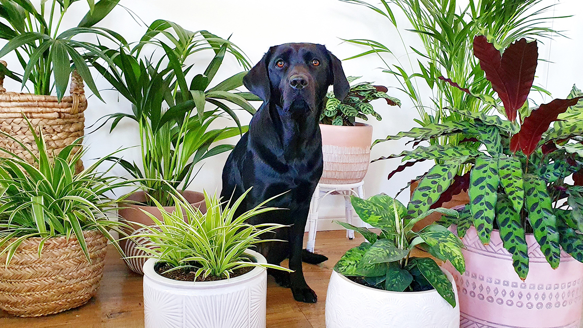 گیاهان سمی برای حیوانات - سگ مشکی
