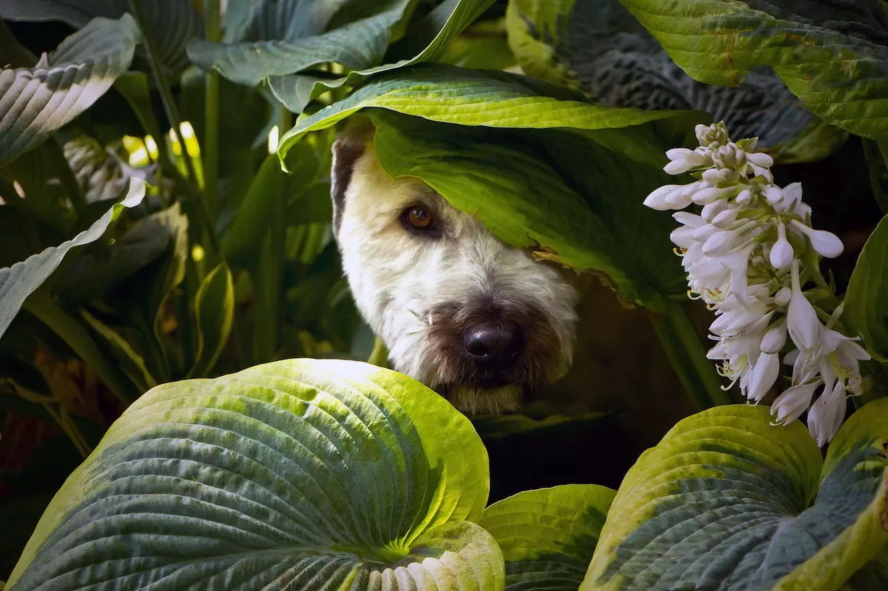 گیاهان سمی برای حیوانات - سگ