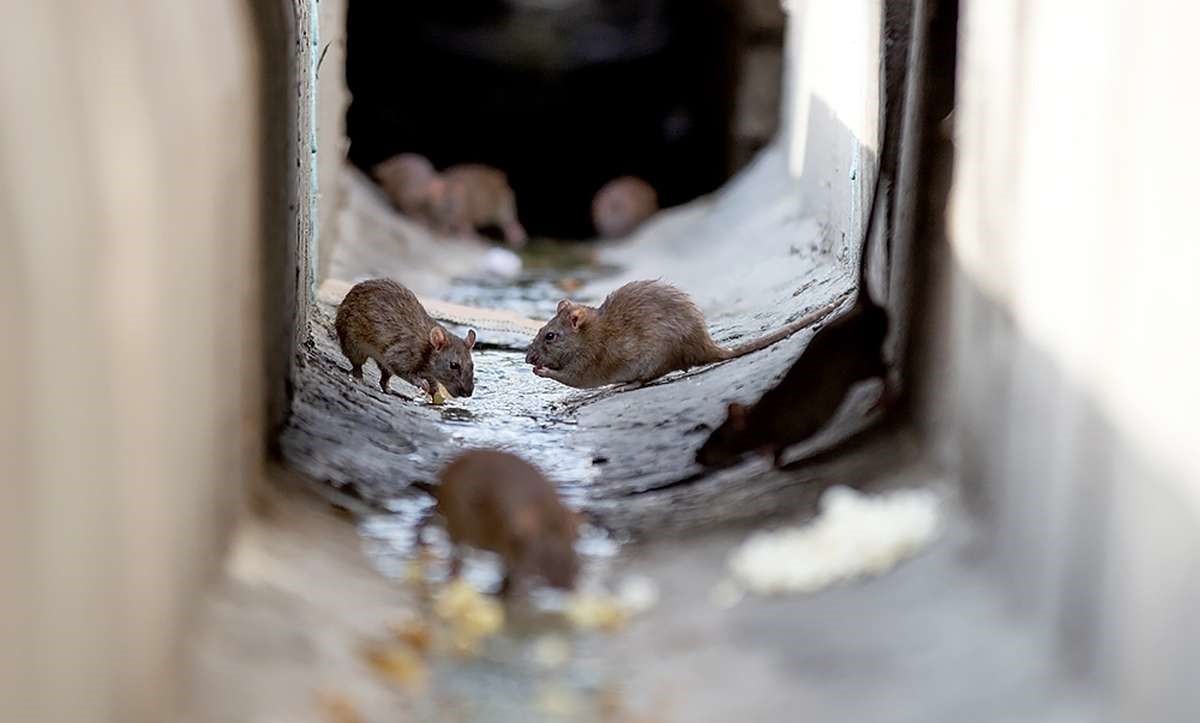موش فاضلاب - دور کردن موش از خانه