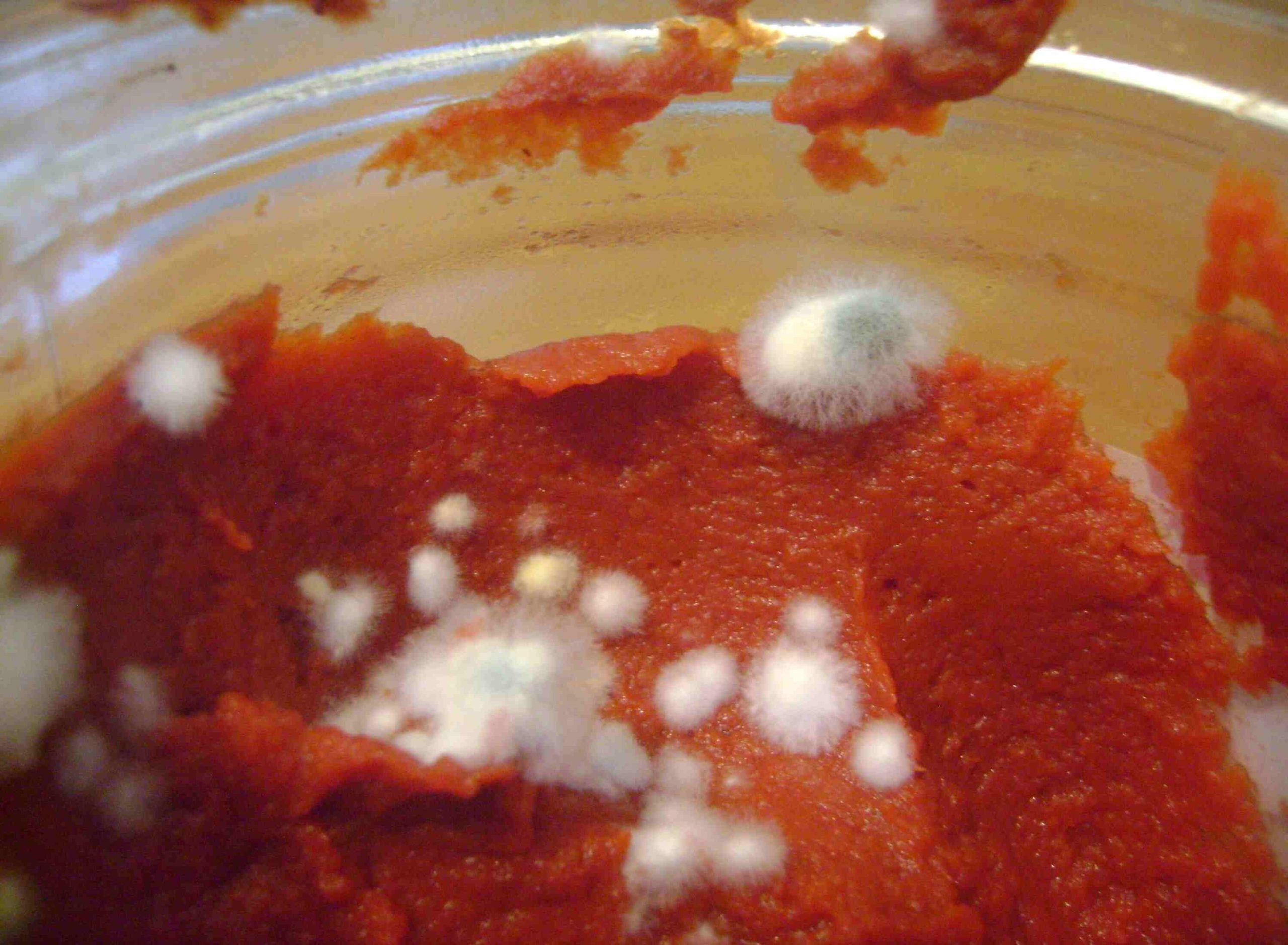کپک رب گوجه - جلوگیری از کپک زدن رب