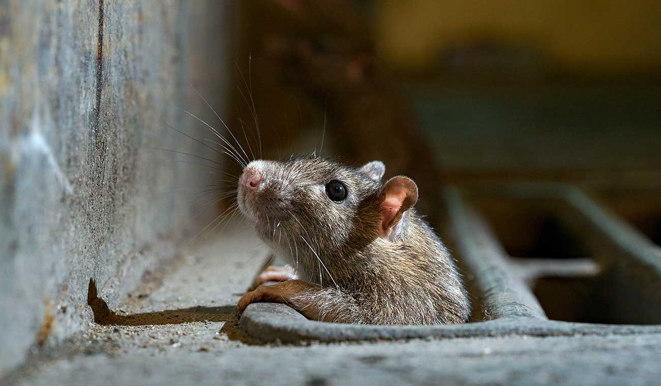موش - دور کردن موش از خانه