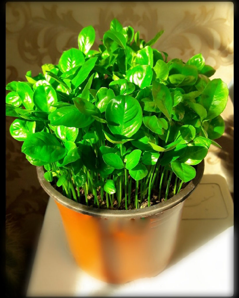 سبزه با تخمه آفتابگردان - گلدان
