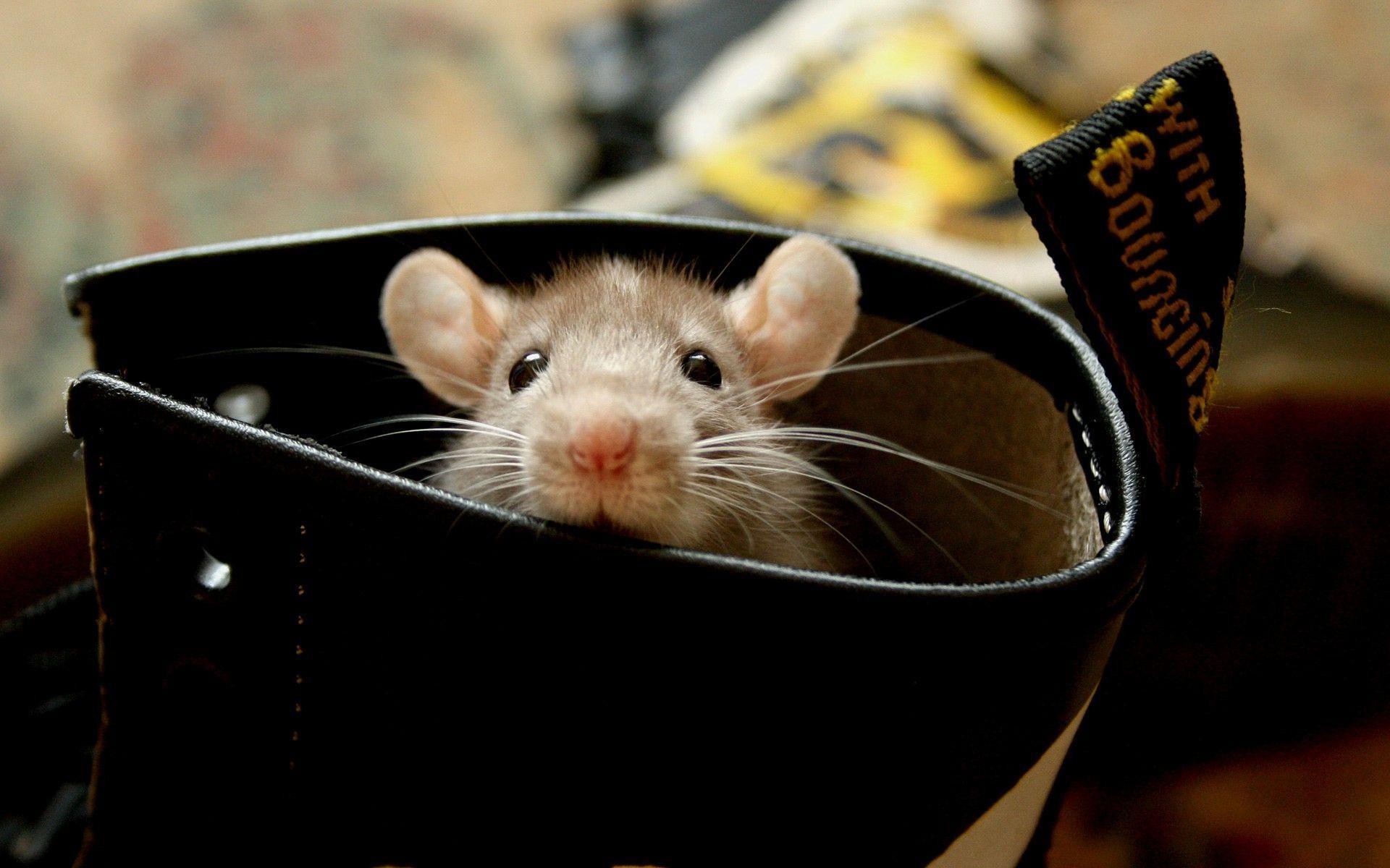 از بین بردن موش خانه - دور کردن موش از خانه