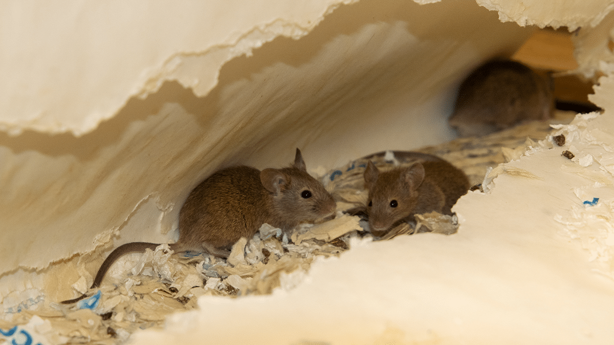 موش کناف - دور کردن موش از خانه