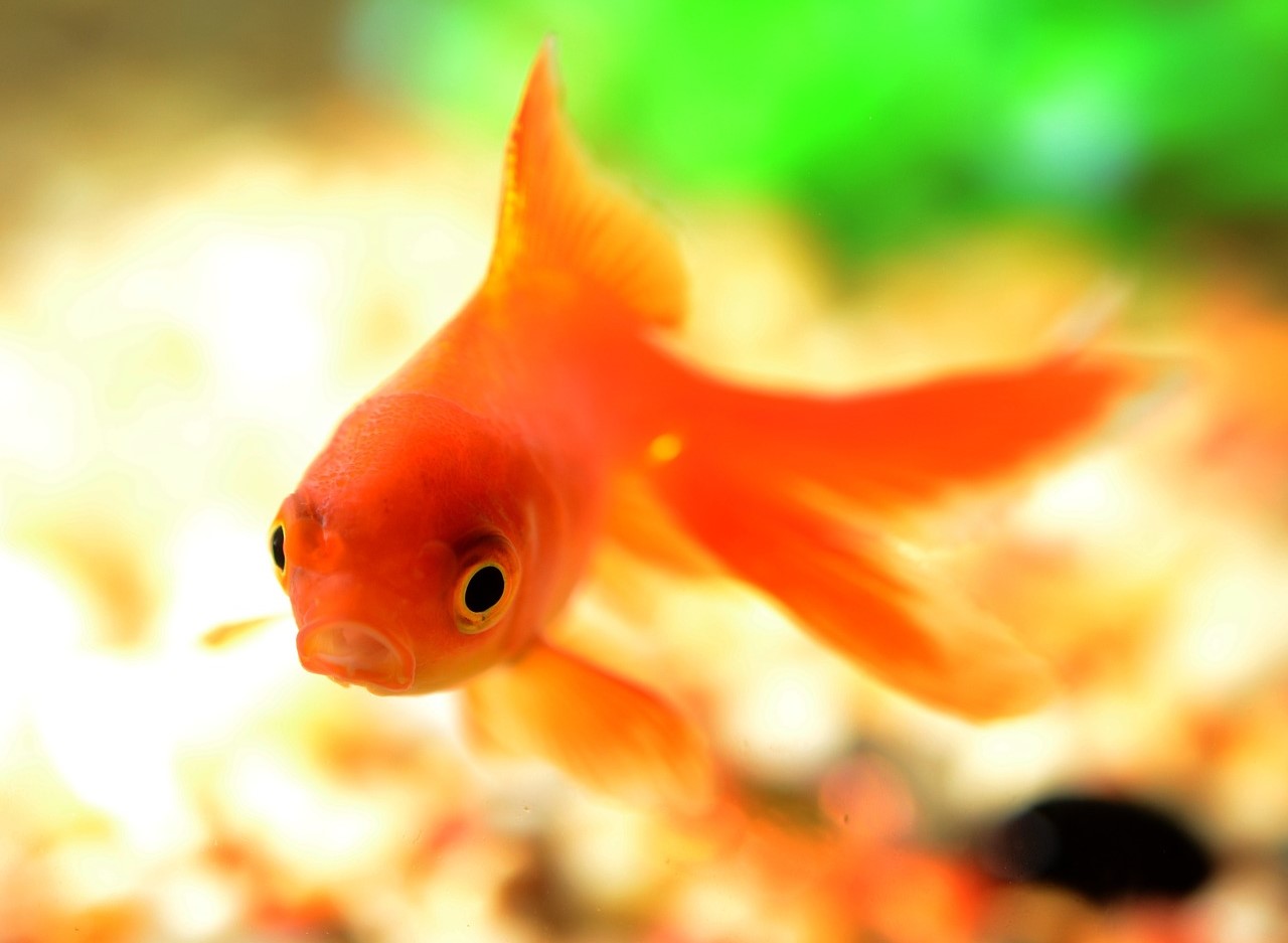 ماهی نوروزی - نگهداری از ماهی قرمز