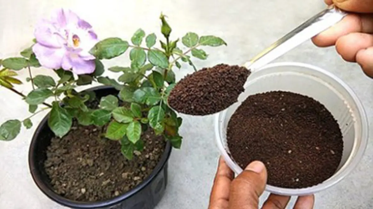 تقویت خاک گلدان - چای