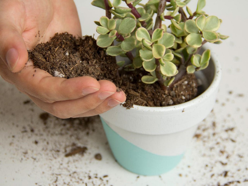 تقویت خاک گلدان - گلدان کوچک
