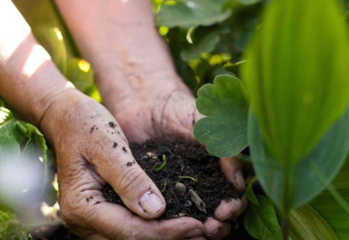 تقویت خاک گلدان - دست