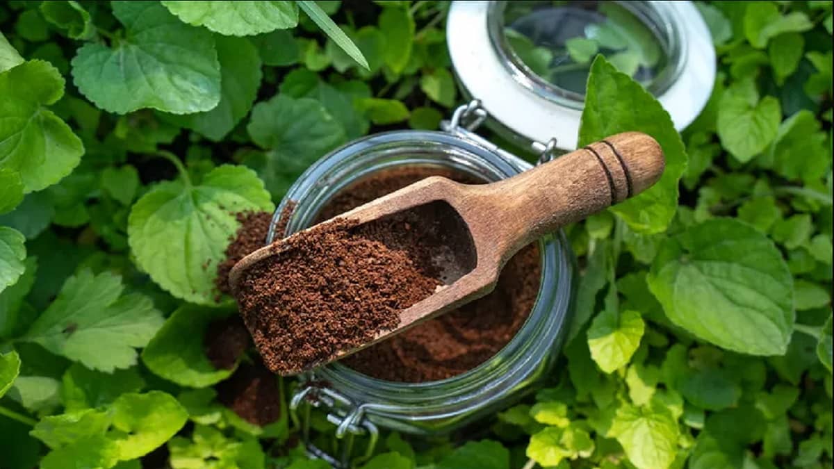 تقویت خاک گلدان - قهوه