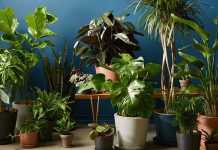 10 نمونه از گل های آپارتمانی که به نور احتیاج ندارند