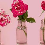 نگهداری از گل های شاخه بریده: تا دو هفته تازه بمانند