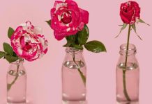 نگهداری از گل های شاخه بریده: تا دو هفته تازه بمانند